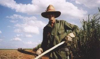 See the sugar cane harvest as they were doing it in the 50th's!