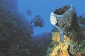 This is an other good spot for diving in Cuba!